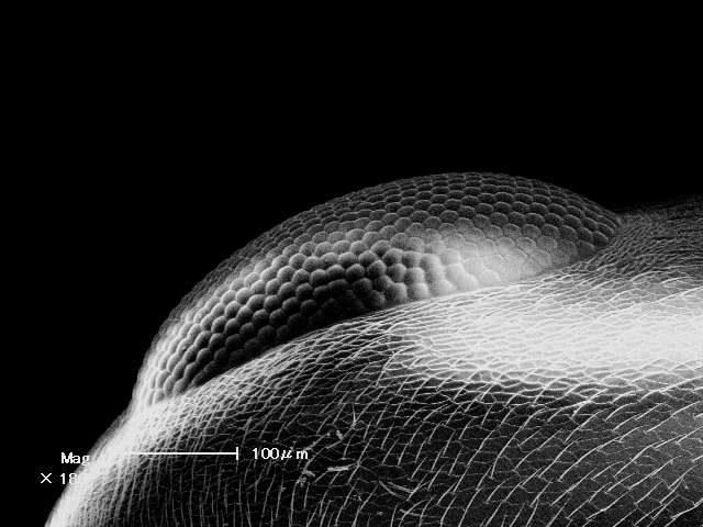 sem (19).jpg